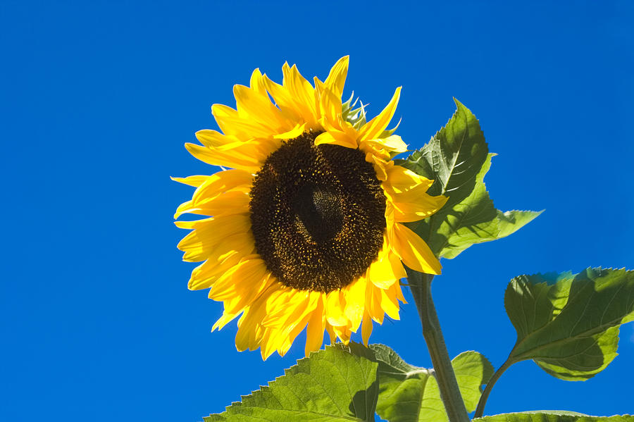 Sunflower Photograph by Peter Lloyd - Fine Art America