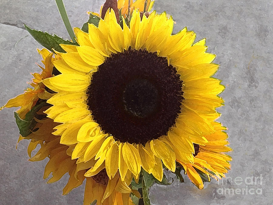 Sunflower Photo with Dry Brush Filter Photograph by Conni Schaftenaar