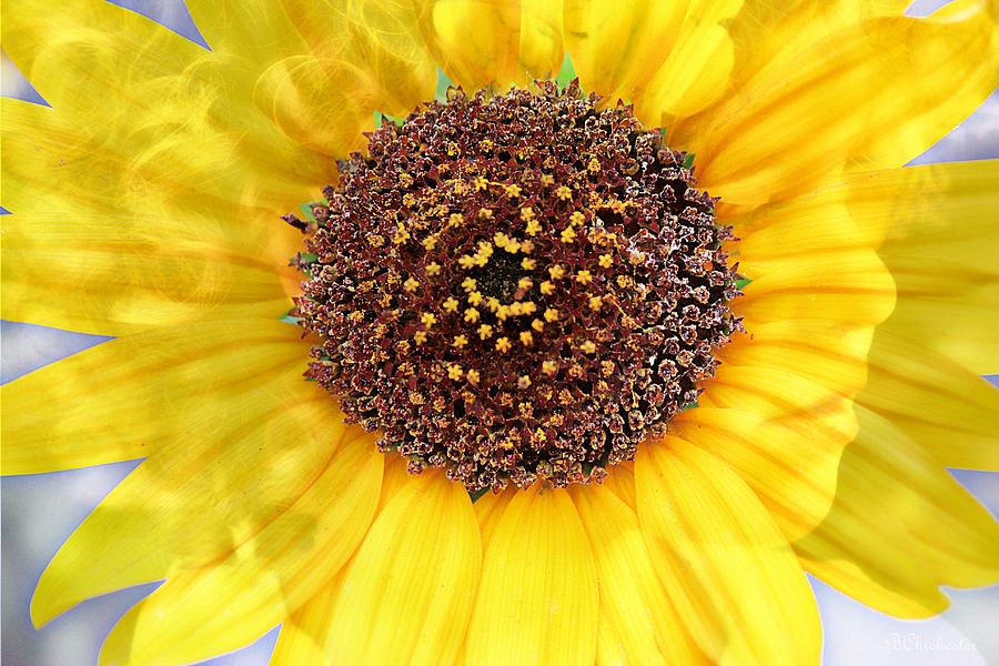 Sunflower Photograph - Sunflower Pixie by Barbara Chichester