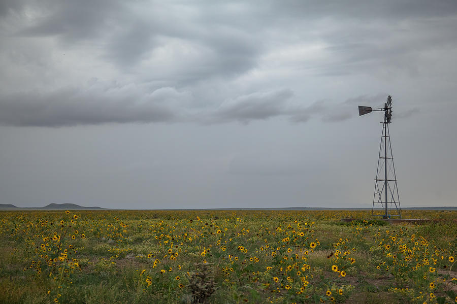 Nature Photograph - Sunflower Plains by Ryan Heffron
