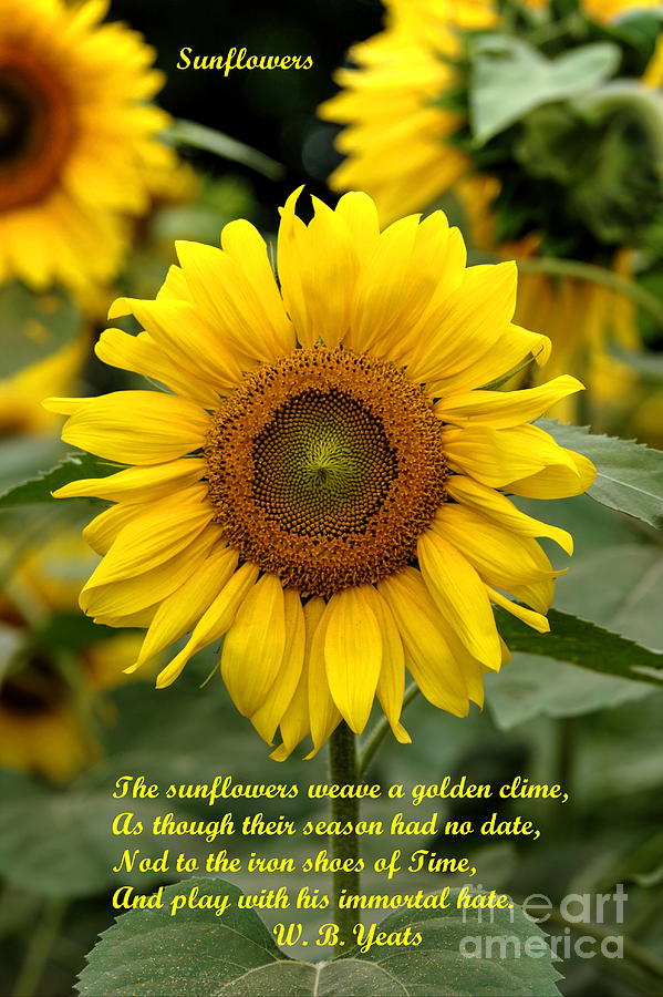 Flower Photograph - Sunflower Poem by Marcel  J Goetz  Sr