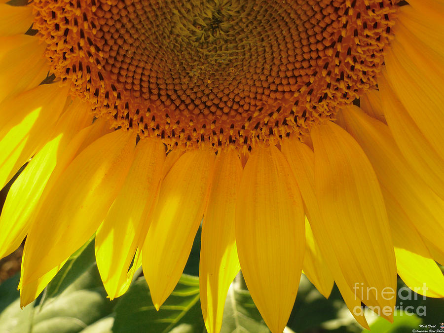 Sunflower Pollen Falls Photograph by Mark Dodd