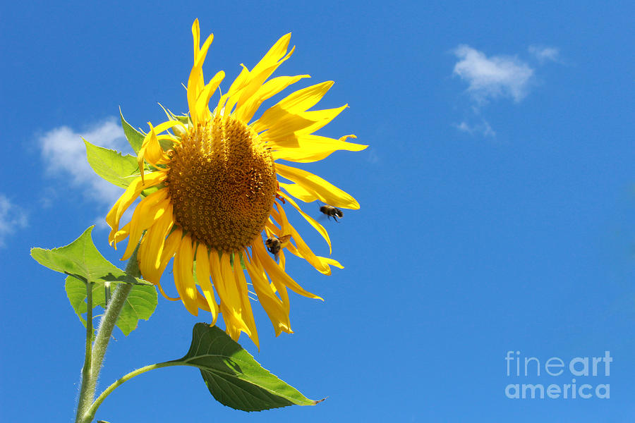 Sunflower Pollination Photograph by Adam Long
