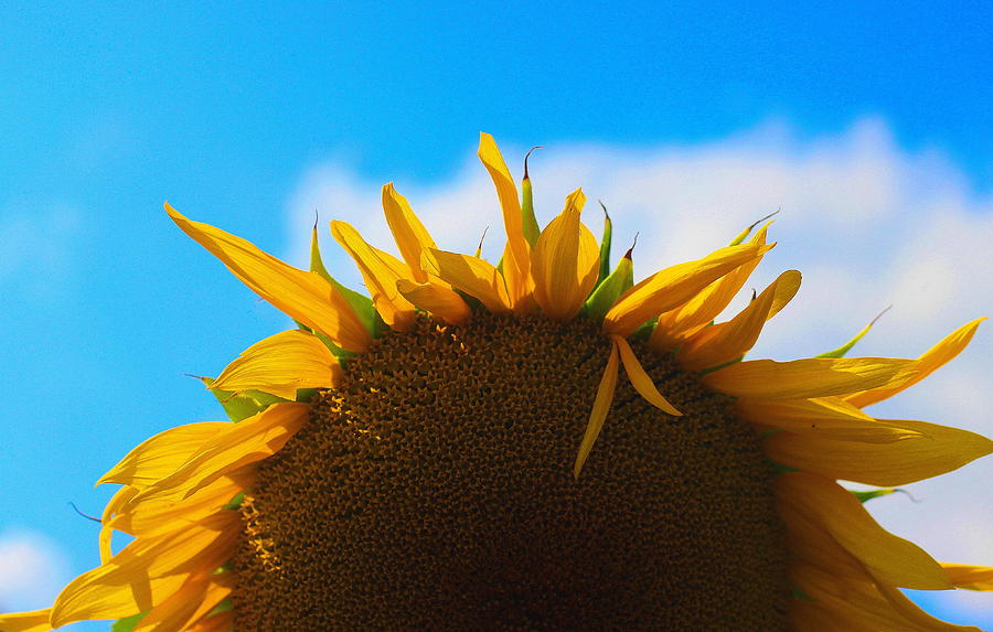 Sunflower Pop 2 Photograph