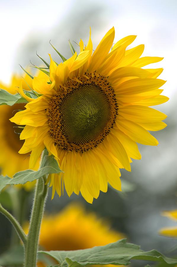 Sunflower Portrait Photograph by Bonfire Photography