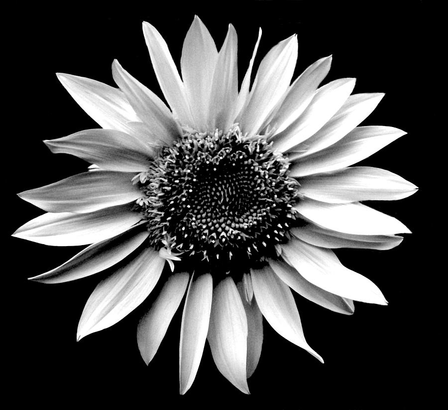 Sunflower Portrait Photograph by Liza Dey