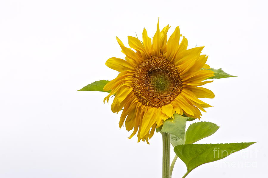 Nature Photograph - Sunflower Portrait by Sean Griffin