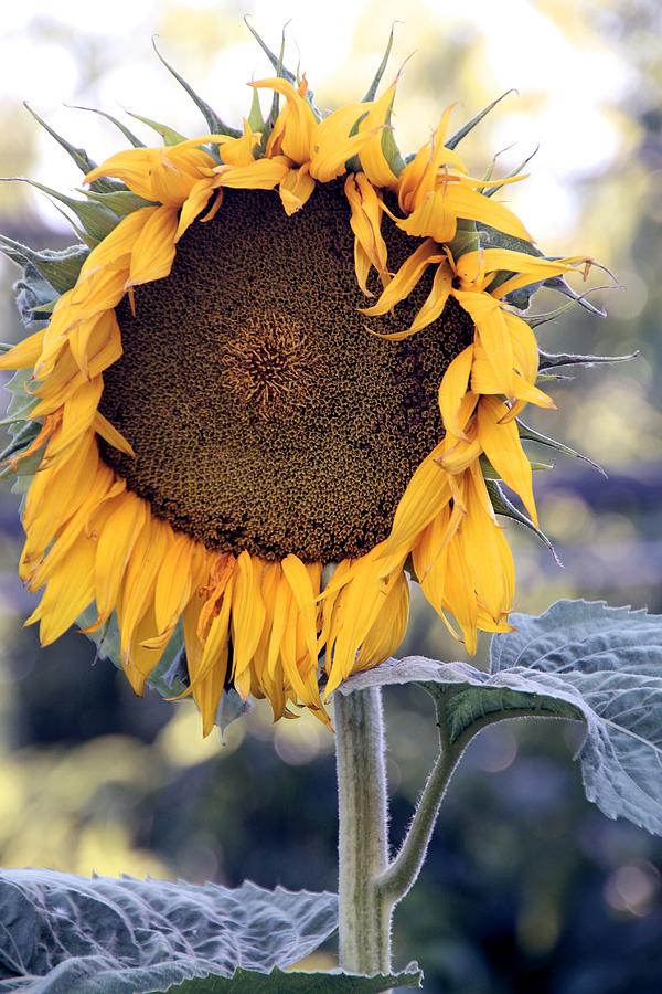 Sunflower Power Photograph by Betty Morgan