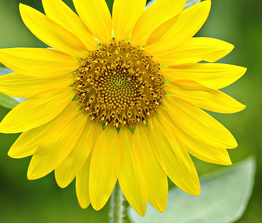 Sunflower Power Photograph by Carol Eade