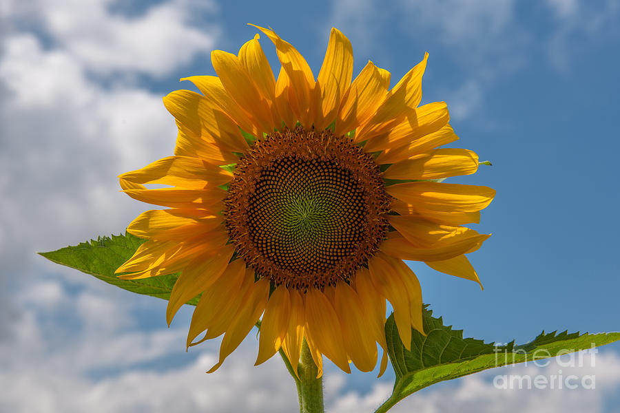 Sunflower Power Photograph by Dale Powell