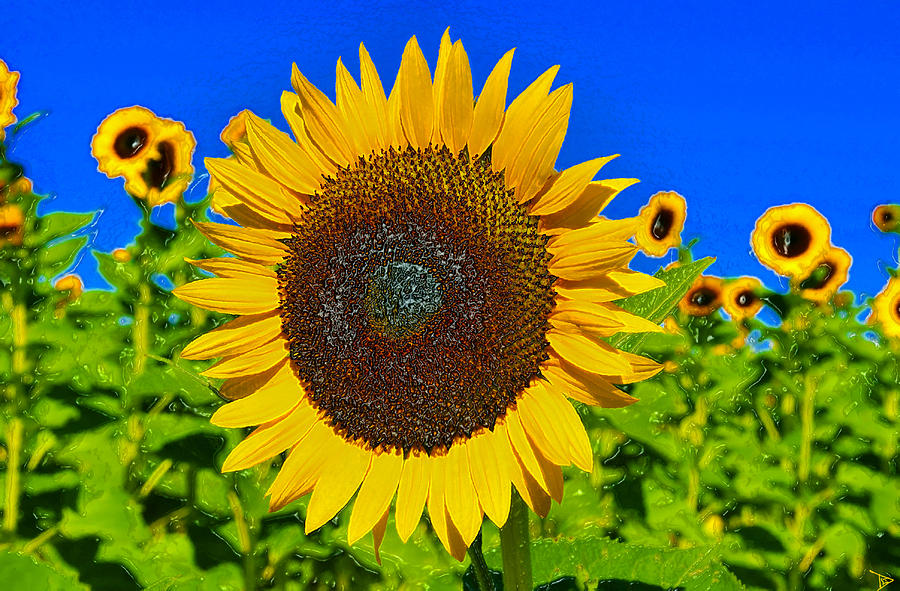 Sunflower Power Painting by David Lee Thompson