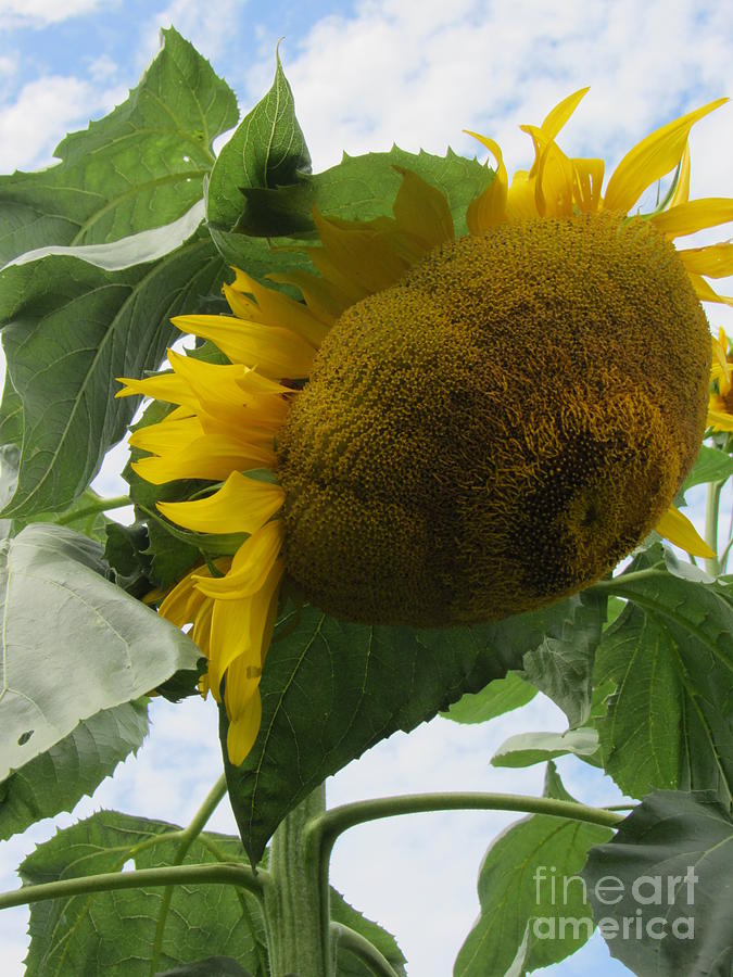Sunflower Power - Gardens Photograph by Susan Carella