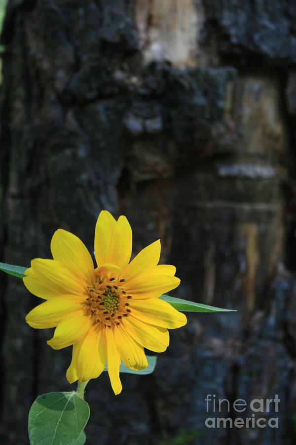 Nature Photograph - Sunflower Power by Kathy DesJardins