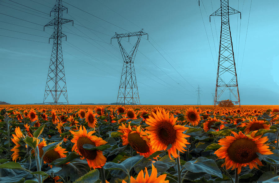 Sunflower Power Photograph by Larry Trupp