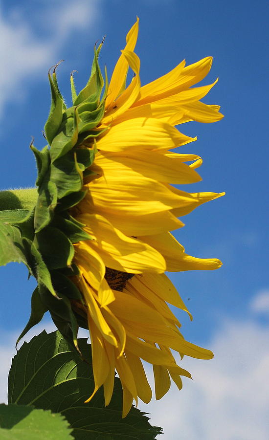 Sunflower Photograph - Sunflower Profile by Cathy Lindsey