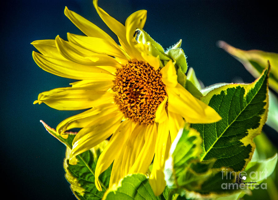 Sunflower Profile Photograph by Grace Grogan