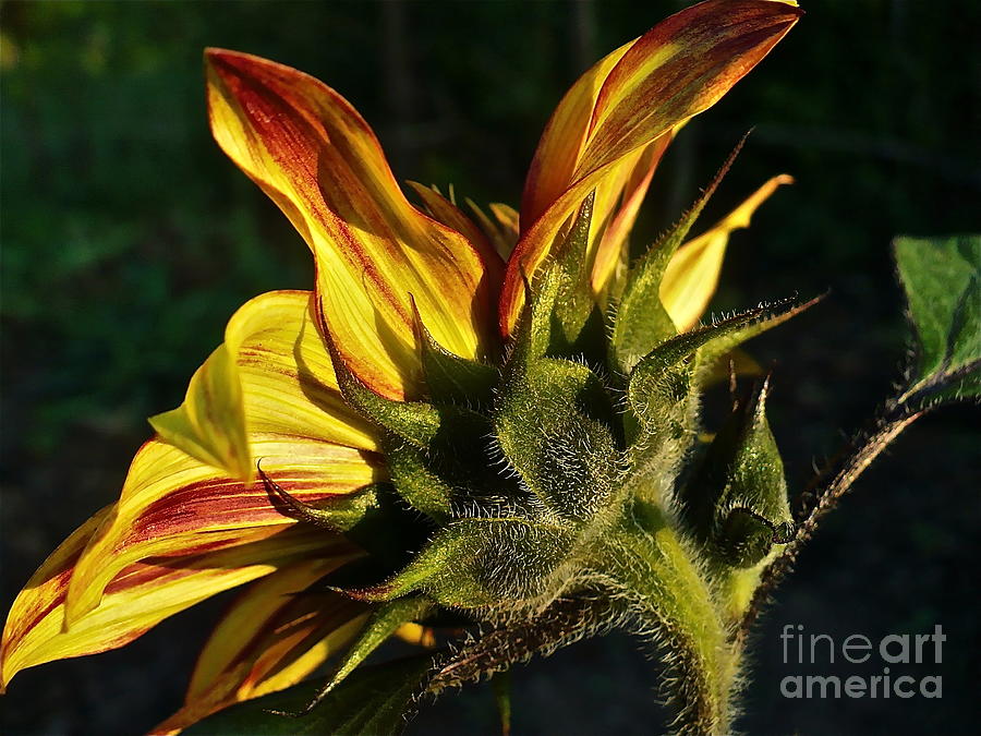 Sunflower Profile Photograph by Linda Bianic