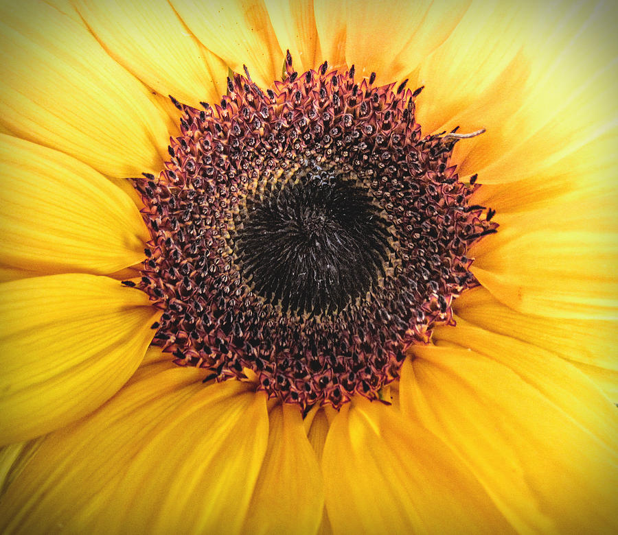 Sunflower Profile  Photograph by Mary Underwood