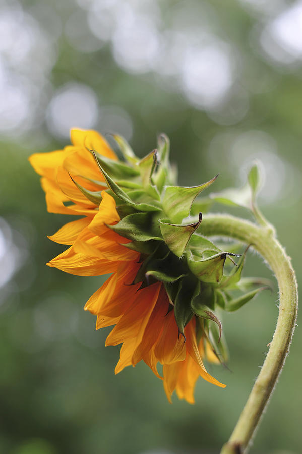 Sunflower Profile Photograph by Terry DeLuco