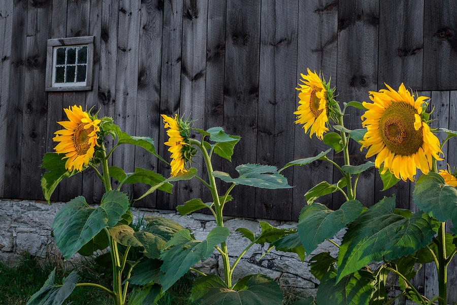 Sunflower Photograph - Sunflower Quartet by Bill Wakeley