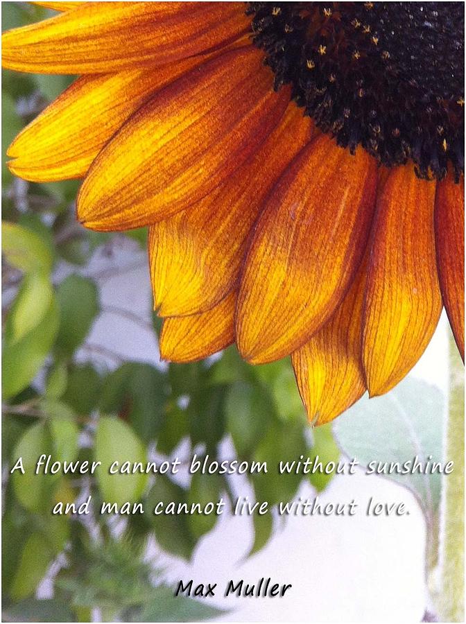 Sunflower Quote Photograph By Rajesh Wadhwa