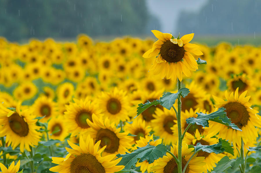 Sunflower Rain Sussex NJ Photograph by Terry DeLuco