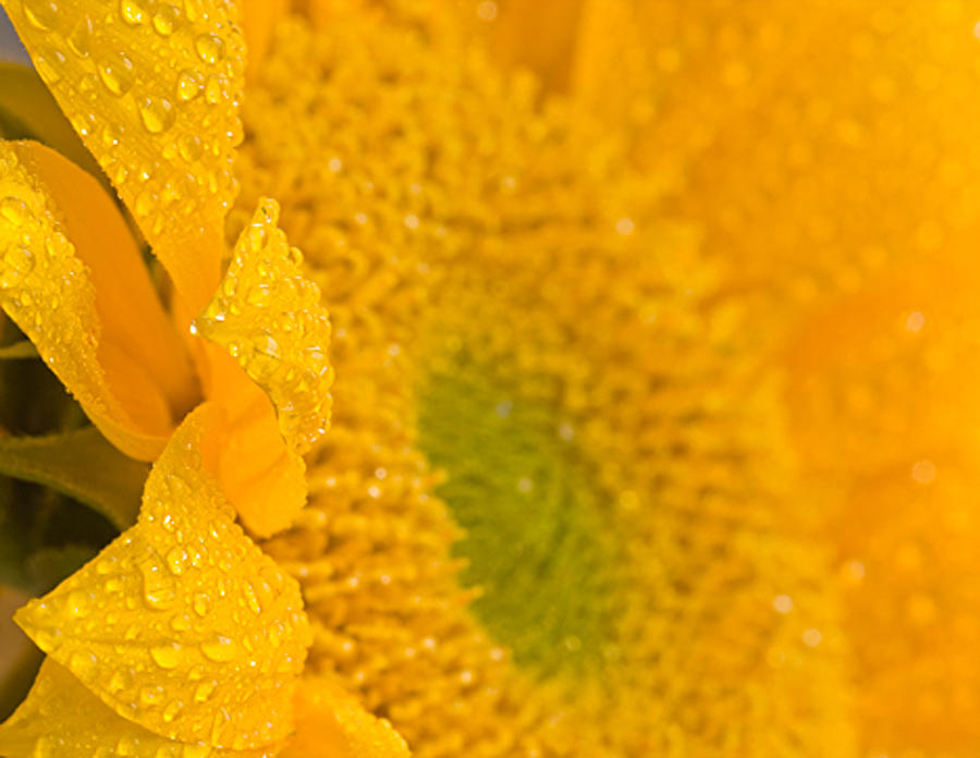 Sunflower Raindrops Photograph by Joan Herwig