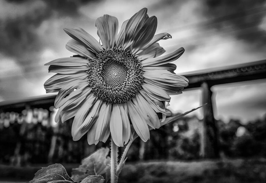 Sunflower  Photograph by Ray Congrove