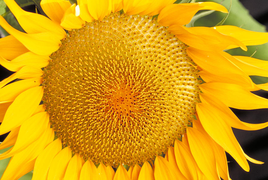 Sunflower Photograph by Ray Ellis
