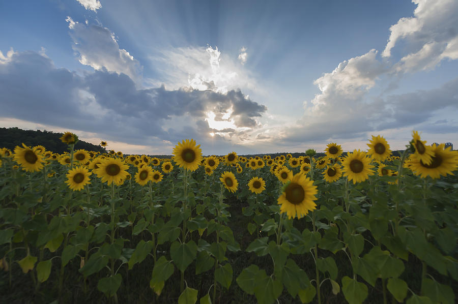 Sunflower Rays Augusta Nj Photograph