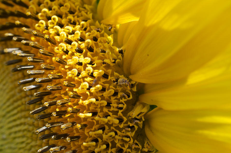 Sunflower Photograph - Sunflower Rays by Joseph Kethan