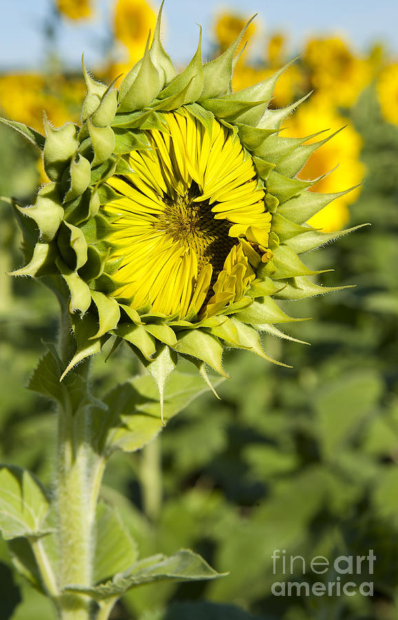 Sunflower Ready Set Go at Mississinewa Photograph by Lee Craig