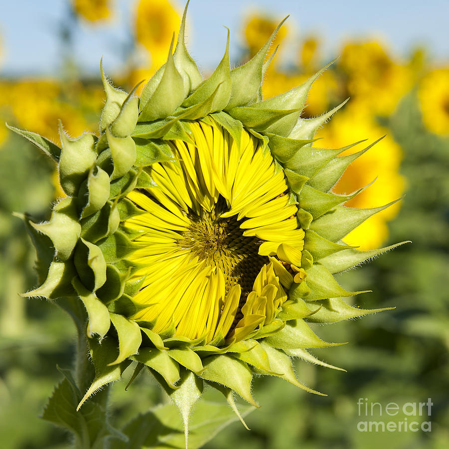 Sunflower Ready Set Go at Mississinewa Square Photograph by Lee Craig