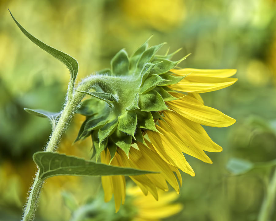 Flower Photograph - Sunflower Rear by David Letts