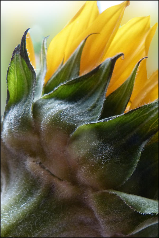 Sunflower Rear View Photograph by Geraldine Alexander
