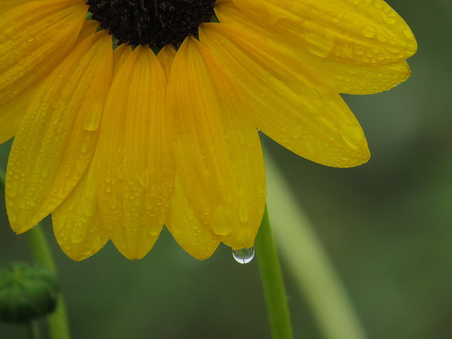 Sunflower Reflection Photograph by Rishona Studios - Fine Art America