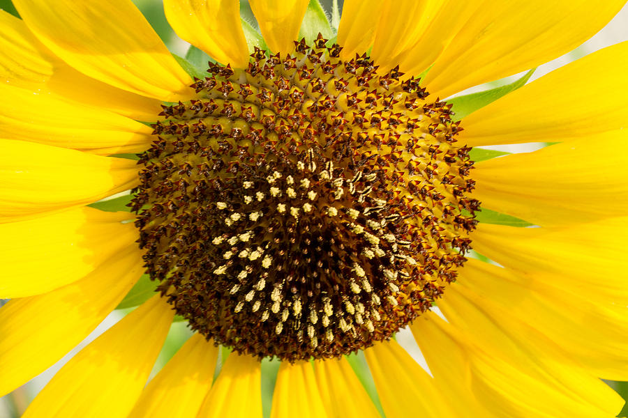 Sunflower Photograph - Sunflower Reproductive Center by Douglas Barnett
