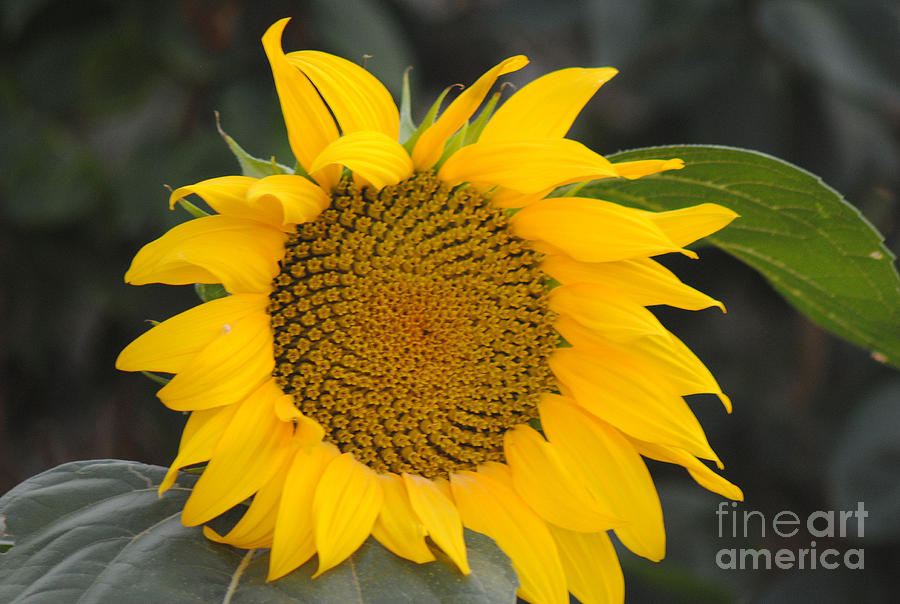 Sunflower Photograph by Rick Campbell - Fine Art America