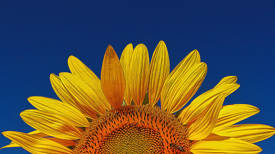 Sunflower Photograph - Sunflower Rising by Allen Beatty