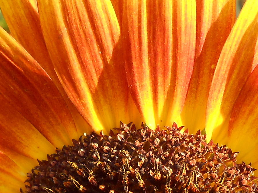 Sunflower Rising Photograph by Diannah Lynch