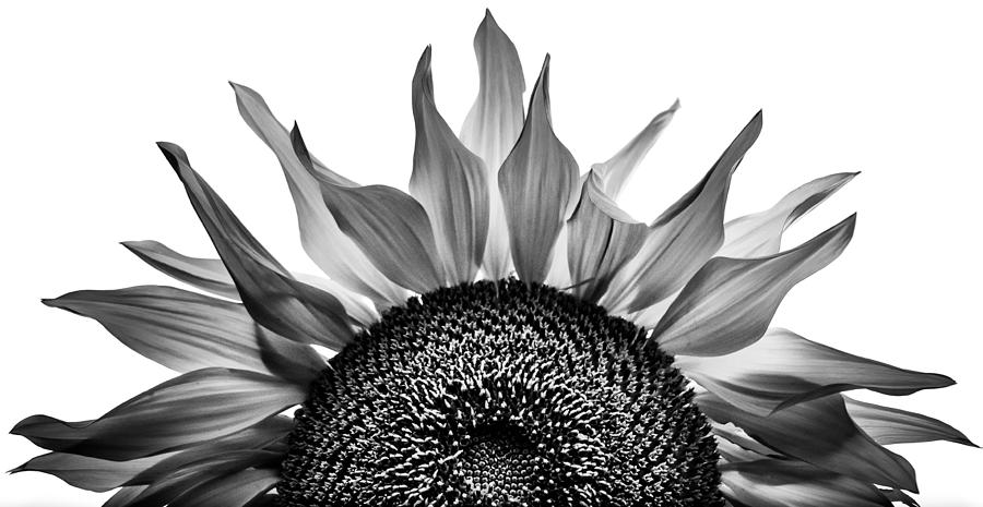 Sunflower Rising Photograph by Michael Arend