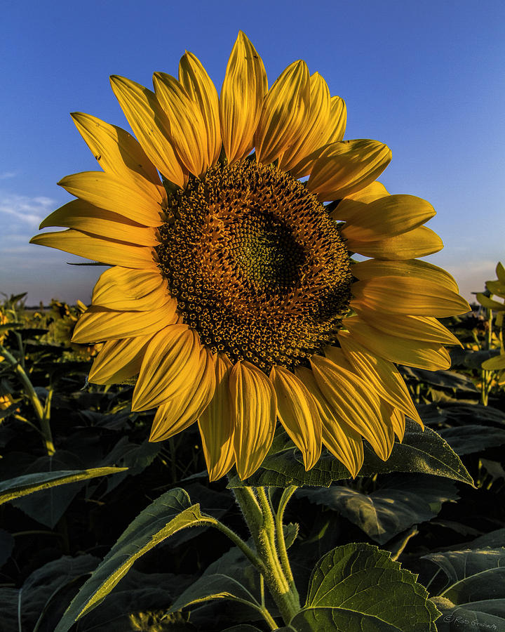Sunflower Photograph by Rob Graham