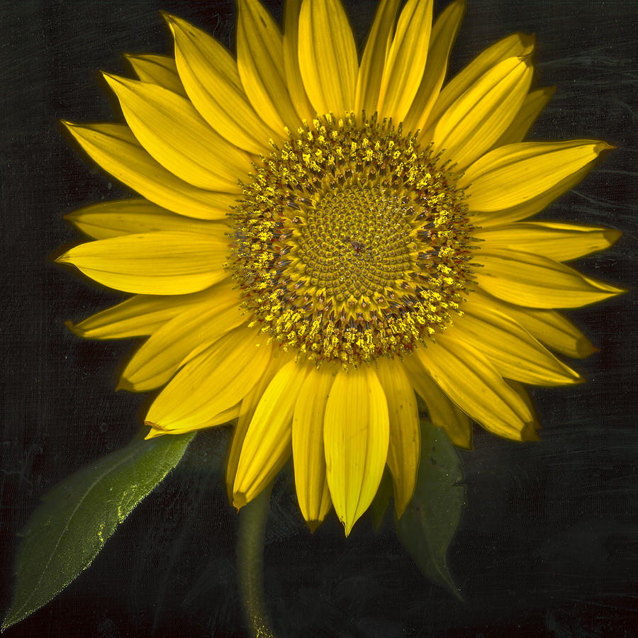 Sunflower Photograph by Robert Fawcett