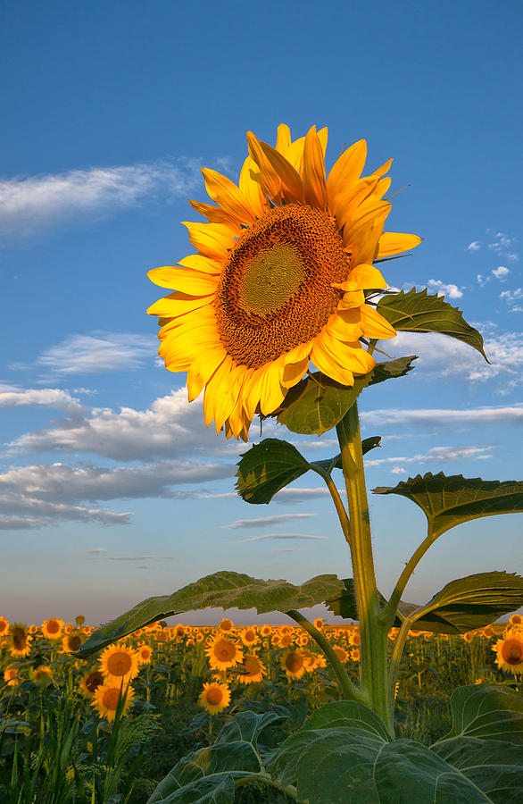 Sunflower Photograph by Ronda Kimbrow
