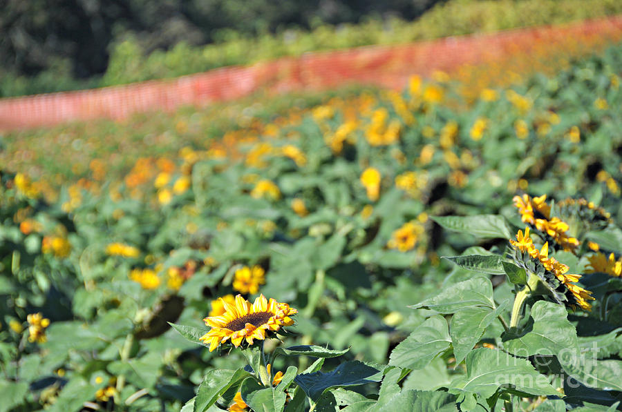 Sunflower Row Photograph by Mindy Bench