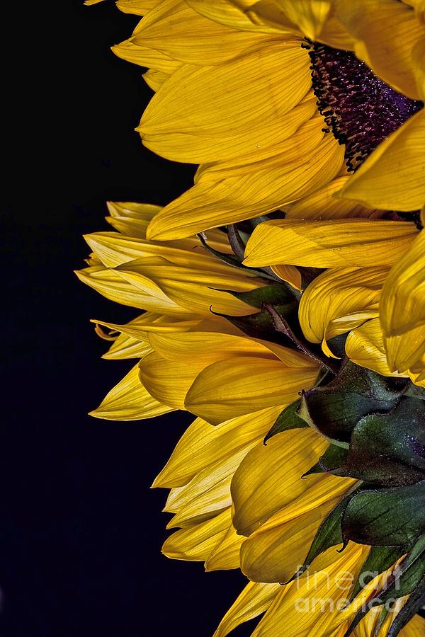Sunflower Photograph by Shirley Mangini