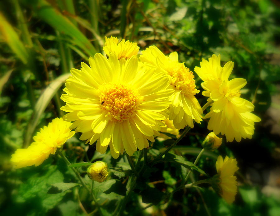 Sunflower Photograph by Salman Ravish