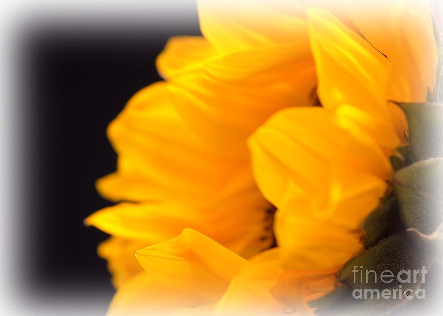 Sunflower Photograph by Sandra Clark