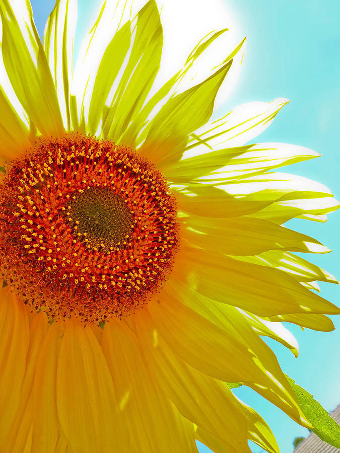 Sunflower Photograph by Sandra Robinson - Fine Art America