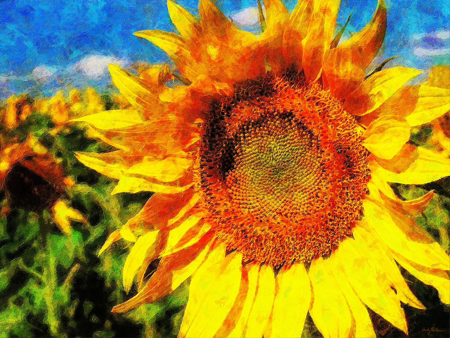 Sunflower Painting by Sandy MacGowan